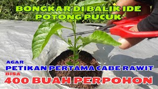 Target 400 Buah Perpohon Petikan Pertama | Bongkar Di Balik Ide Potong Pucuk Cabe Rawit