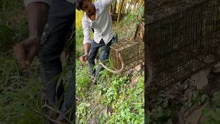 একটুর জন্য সাপে কামড়ে দিচ্ছিল 😧🐍(188) bangla village fishing video || snake fishing ||