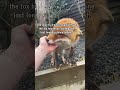 🐾the bond between man u0026 fox – a heartwarming reunion ❤️ shorts foxlove 🦊❤️ wholesome✨ rescuestory🐾