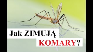 Jak ZIMUJĄ Komary