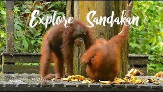 Explore Sandakan - Sepilok Orang Utan \u0026 Sun Bear Centre