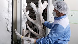 연매출 100억! 국내산 녹용 집하장, 녹용즙이 만들어지는 과정 / korean deer antlers juice factory