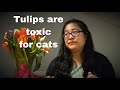 Tulips are toxic for cats