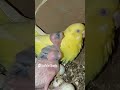 birds parrot birdslover pets budgey minivlog petvlogger petlover