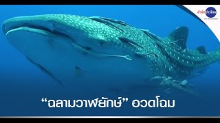 พลบค่ำโชว์ : ตื่นตา “ฉลามวาฬยักษ์” โผล่อวดโฉมจุดดำน้ำเรือหลวงช้าง