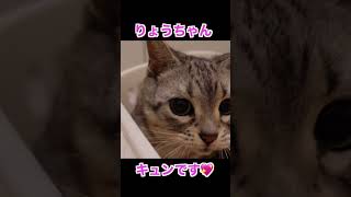 😻キュンです‼️🌸りょうちゃん😻かわいい猫#shorts