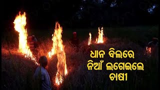 Sonepur Farmers Set Crops On Fire To Prevent Spread Of Chakada Pest