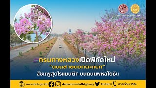 กรมทางหลวงเปิดพิกัดใหม่ “ถนนสายดอกตะแบก” สีชมพูสุดโรแมนติก บนถนนพหลโยธิน 🌸🌸🌸🌸🌸🌸🌸🌸🌸🌸🌸