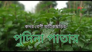 যে কারণে প্রসিদ্ধ ফটিকছড়ির পুদিনা পাতা।