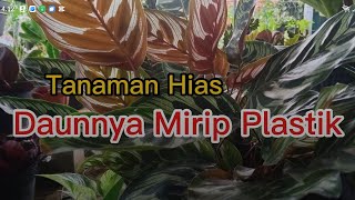 Review Tanaman Hias Berdaun Cantik Mirip Plastik