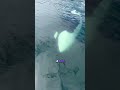 Scary Orca encounter while in a boat#shorts  ((@disgruntledlump))