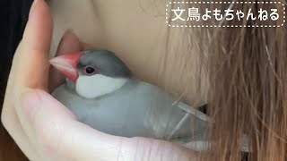 首元で遊んだり羽繕いする文鳥よもぎ