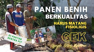 Panen BENIH Kelapa Genjah Entog Kebumen di Sentra PIT (Pohon Indukan Terpilih)