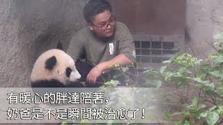 《熊貓早晚安》有暖心的胖達陪著，奶爸是不是瞬間被治愈了！ | iPanda