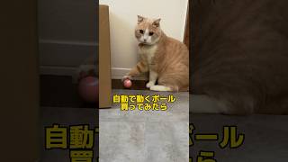 可愛い猫さまのボール遊び。#shorts #cat #猫