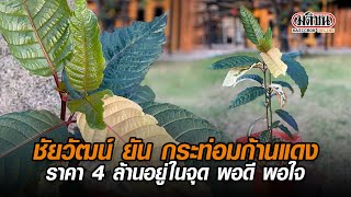 ชัยวัฒน์ยัน กระท่อมก้านแดงใบด่างราคา4ล้านอยู่ในจุด พอดี พอใจ : Matichon Online