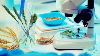 CRISPR: To eat or not to eat. Debatt om genredigert mat