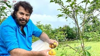 ജൂഡ് ആന്റണി വിഷയത്തില്‍ മാപ്പ് പറഞ്ഞ്‌ മമ്മൂട്ടി | Mammootty Jude Antony | 2018 movie #shorts