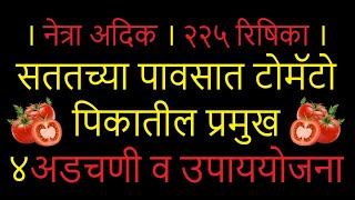 #नेत्रा_अदिक,#२२५_रिषिका। सततच्या पावसात टोमॅटो पिकातील प्रमुख ४ #अडचणी व #उपाययोजना !।#टोमॅटो_लागवड