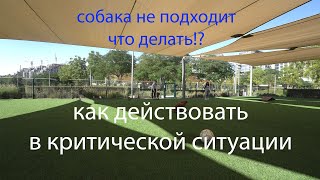 Как поймали щенка в Дубае? 🐶 История спасения и тренировки!