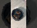 timelapse of snails waking up #funny #snail #monkey