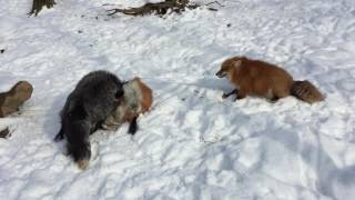 Foxes Play Fighting in the Snow