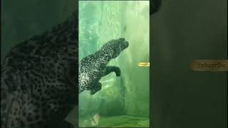 Spearfishing leopard #shortsvideo #shortvideo #shorts #short