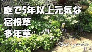 我が家の庭でも5年以上も咲き続けている強い宿根草や多年草