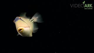 A Picasso triggerfish (Rhinecanthus assasi) at the Sharjah Aquarium in the United Arab Emirates.