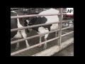 venezuela farmers slaughter cows to protest over milk policy