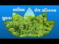 હાઈબ્રિડ વરિયાળી બિયારણ કલ્યાણ ashirvad seeds pvt ltd hybrid fennel seeds kalyan