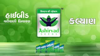 હાઈબ્રિડ વરિયાળી બિયારણ કલ્યાણ || ASHIRVAD SEEDS PVT LTD || HYBRID FENNEL SEEDS || KALYAN