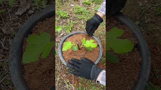 Fig Tree Potting into a Container.(easy)