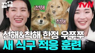 모니카X립제이의 무한 우쭈쭈받는 선해&착해🐶 동물농장 아저씨가 알려주는 특별훈련 꿀팁🍯 | 조립식가족