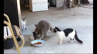 Tony Baker -Animals voiceover