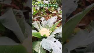 ବାଡି ତଟକା ପରିବା 🌱| badi taza aau tataka pariba | natural Firming