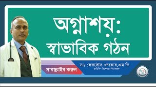অগ্নাশয়:: স্বাভাবিক গঠন।