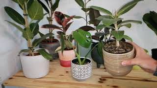 Double potting indoor plants