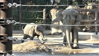 20211211 上野動物園　アジアゾウ①　ウタイが鳴くと駆け寄るアルン　砂山に上って鼻から水を出すアルン　550㎏