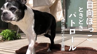 シニア犬15歳の日向ぼっこ動画、眠くなるよ【ボストンテリア】