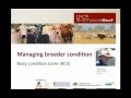 Managing Breeder Condition