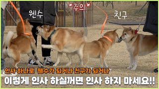 산책 중 만난 반려견 친구들이 친해지는 방법을 알려 드립니다.