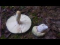 gołąbek zielonawy  russula virescens  sowina