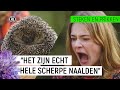 EMMA WORDT GEPRIKT DOOR EEN EGEL! | Steken en Prikken #2 | NPO Zapp