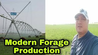 Modern Forage production in Saudi Arabia