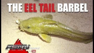 ASFN Fishing Specie -   Eel Tail Barbel