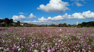 コスモス畑 [4K] （埼玉県所沢市本郷） 2021/10/10