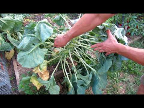 Topping off Brussels Sprouts for Huge Side Sprouts: A Fall Technique! Topping off Brussels Sprouts for Huge Side Sprouts: A Fall Technique!