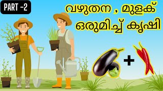 🍆🌶️ ഇനി വീട്ടിൽ തന്നെ വഴുതന, മുളക് കൃഷി How to Plant Eggplant \u0026 Chili Together for Amazing Results!