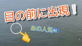 【Vol.7  ライトゲーム🎣】河口でチヌを狙ってたら、あの人気魚が目の前に‼️果たしてヒットするのか⁉️